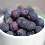 Felsenbirne mit Früchten